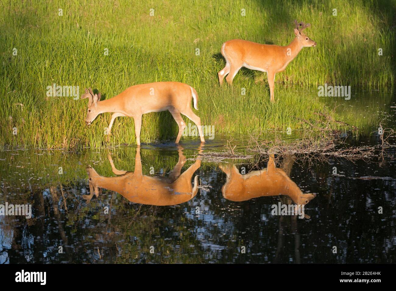 White-tailed deer bucks (Odocoileus virginianus) with velvet antlers feeding in a meadow along pond edge Stock Photo