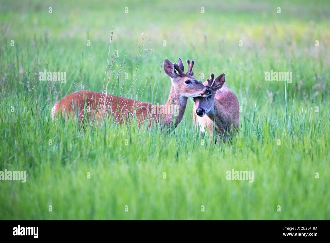 Young white-tailed deer bucks (Odocoileus virginianus) with velvet antlers rubbing heads together in a grassy meadow, Canada Stock Photo