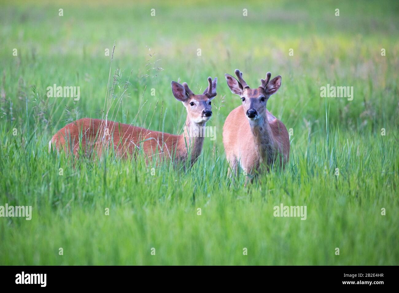 Wild animals together hi-res stock photography and images - Alamy