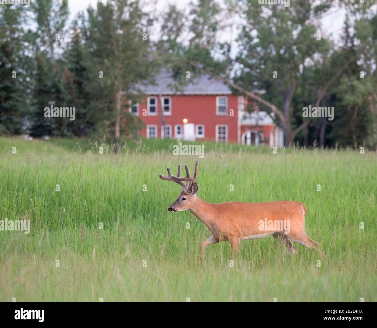 White-tailed deer buck (Odocoileus virginianus) with velvet antlers walking through meadow with house in background Stock Photo