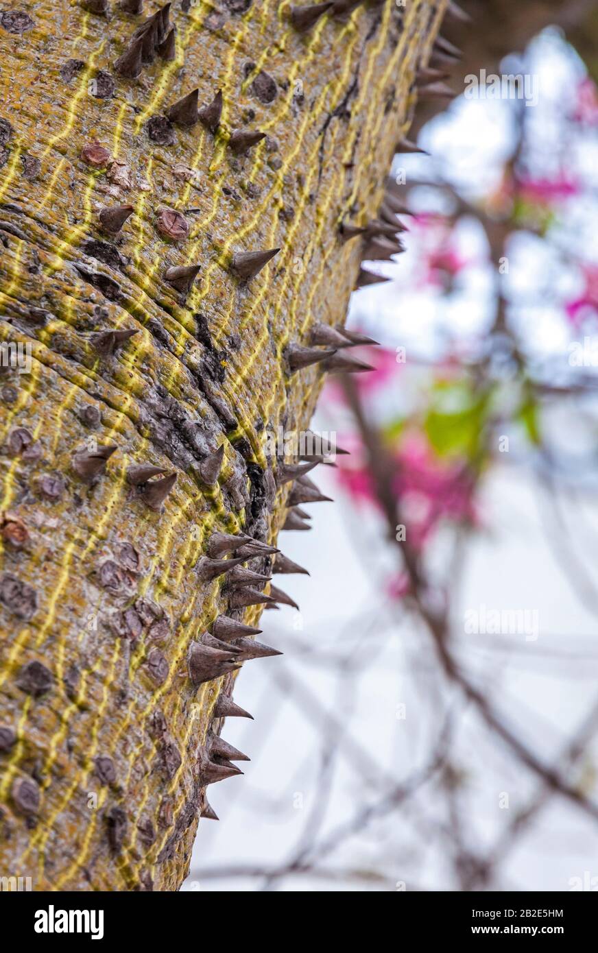 Close-up trunk of Silk floss tree (Ceiba speciosa). Trunk is protected by thick conical stingers Stock Photo