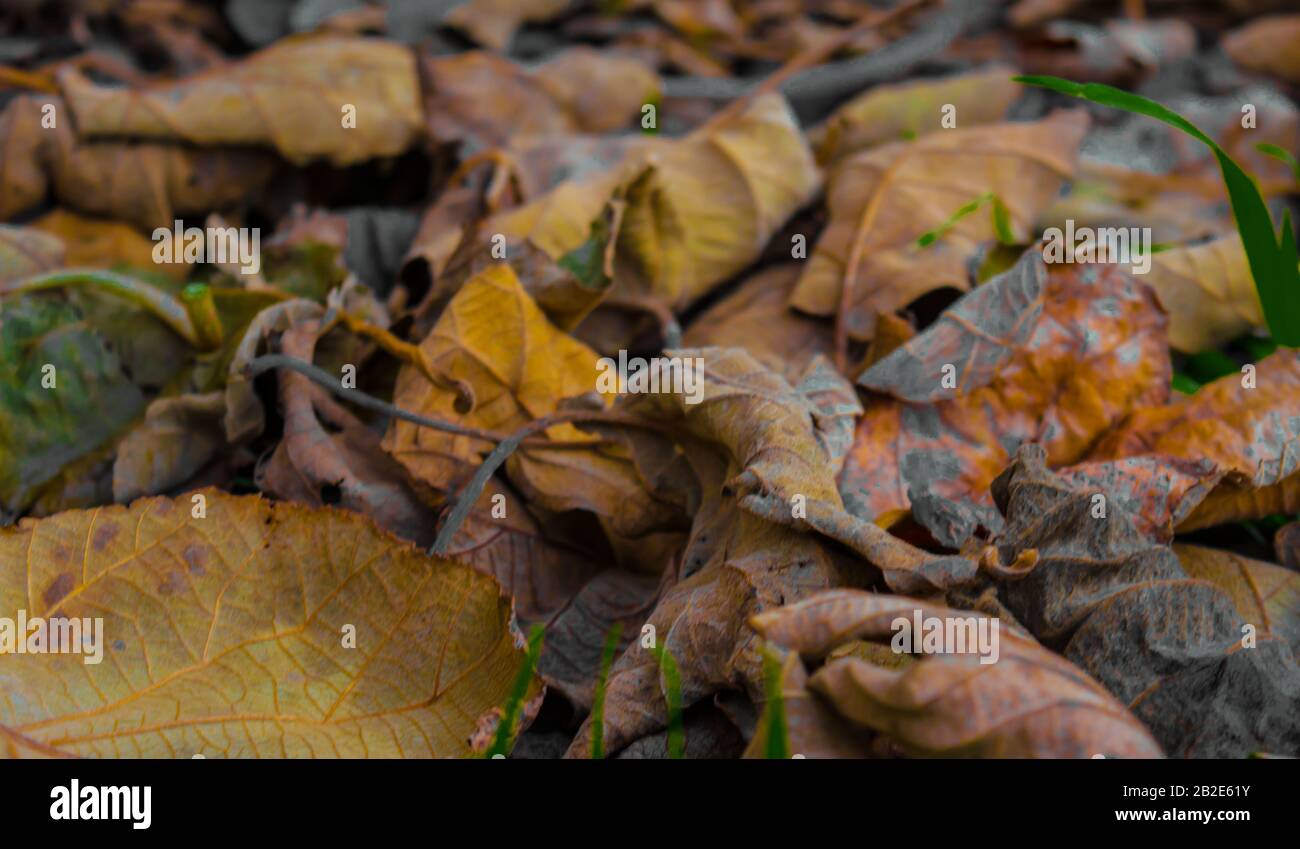 hojas secas de otoño Stock Photo