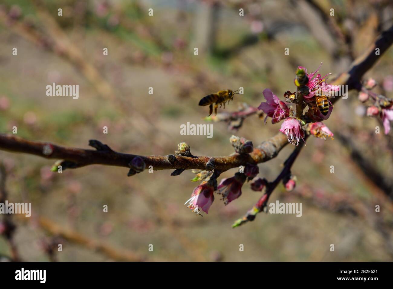 insectos polinizadores en planta de durazno Stock Photo