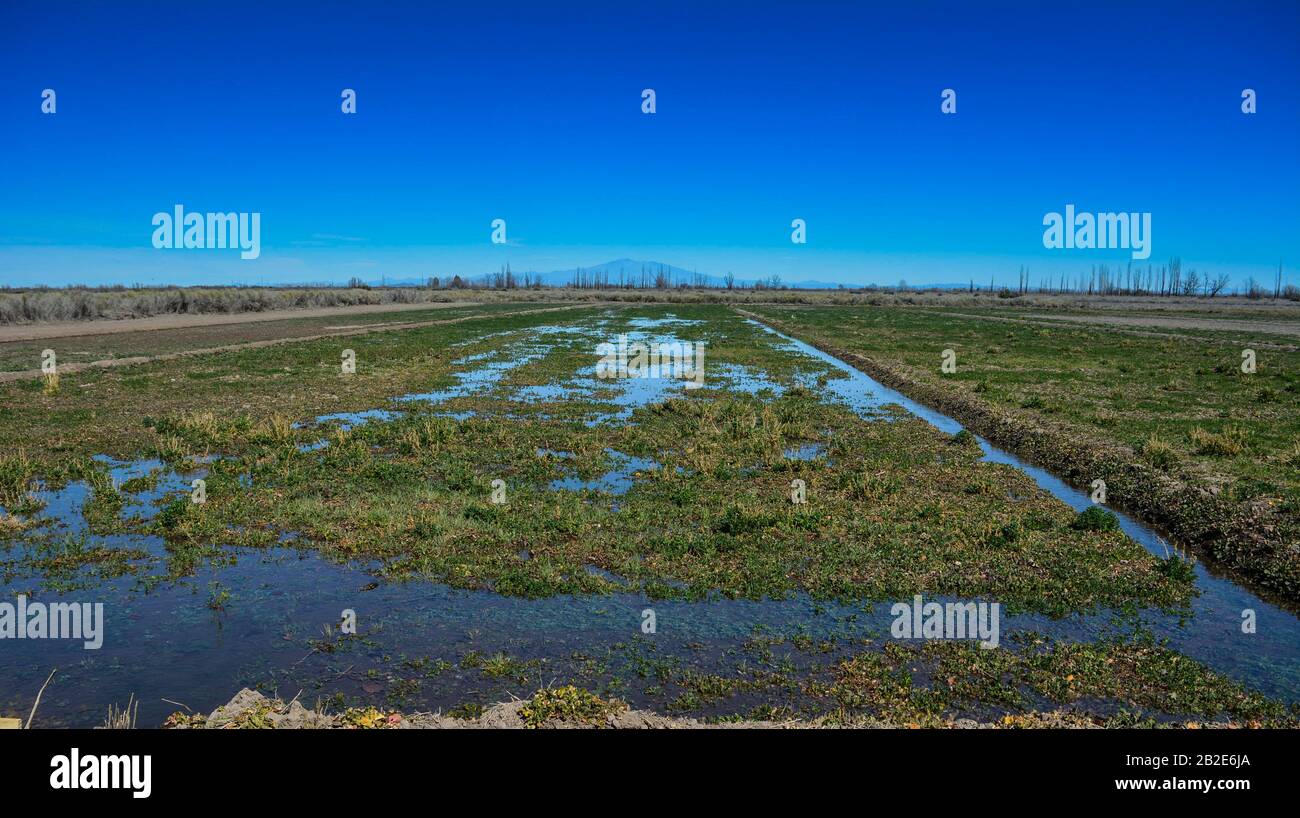 Mendoza querida Stock Photo