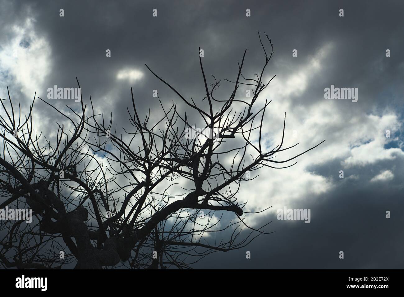 Beauty trees photos hi-res stock photography and images - Alamy