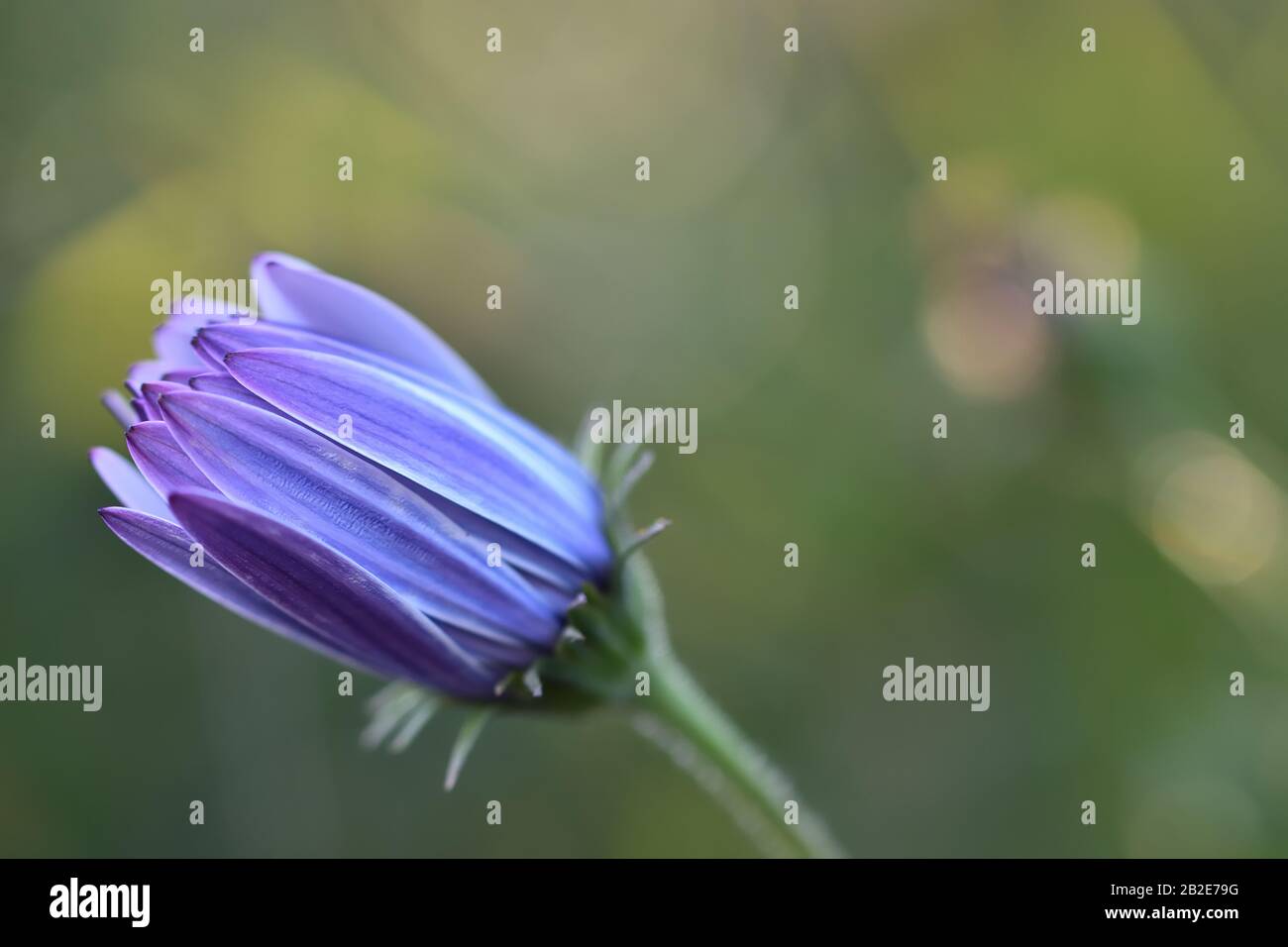 Purple flower closed at sunset in the meadow Stock Photo Alamy