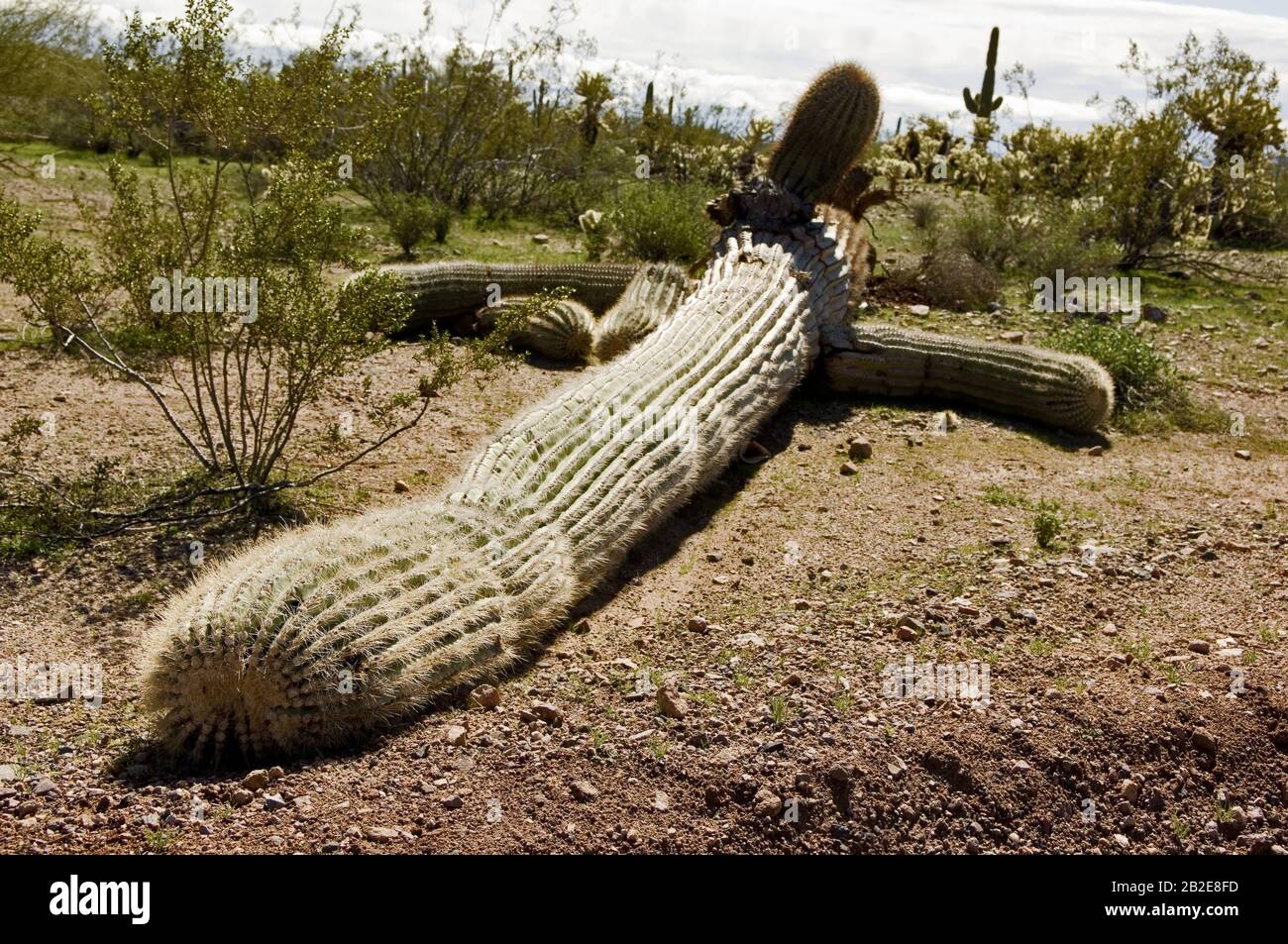 A giant Saguaro Cactus toppled over by the high winds of an Arizona Monsoon storm from the night before. Stock Photo