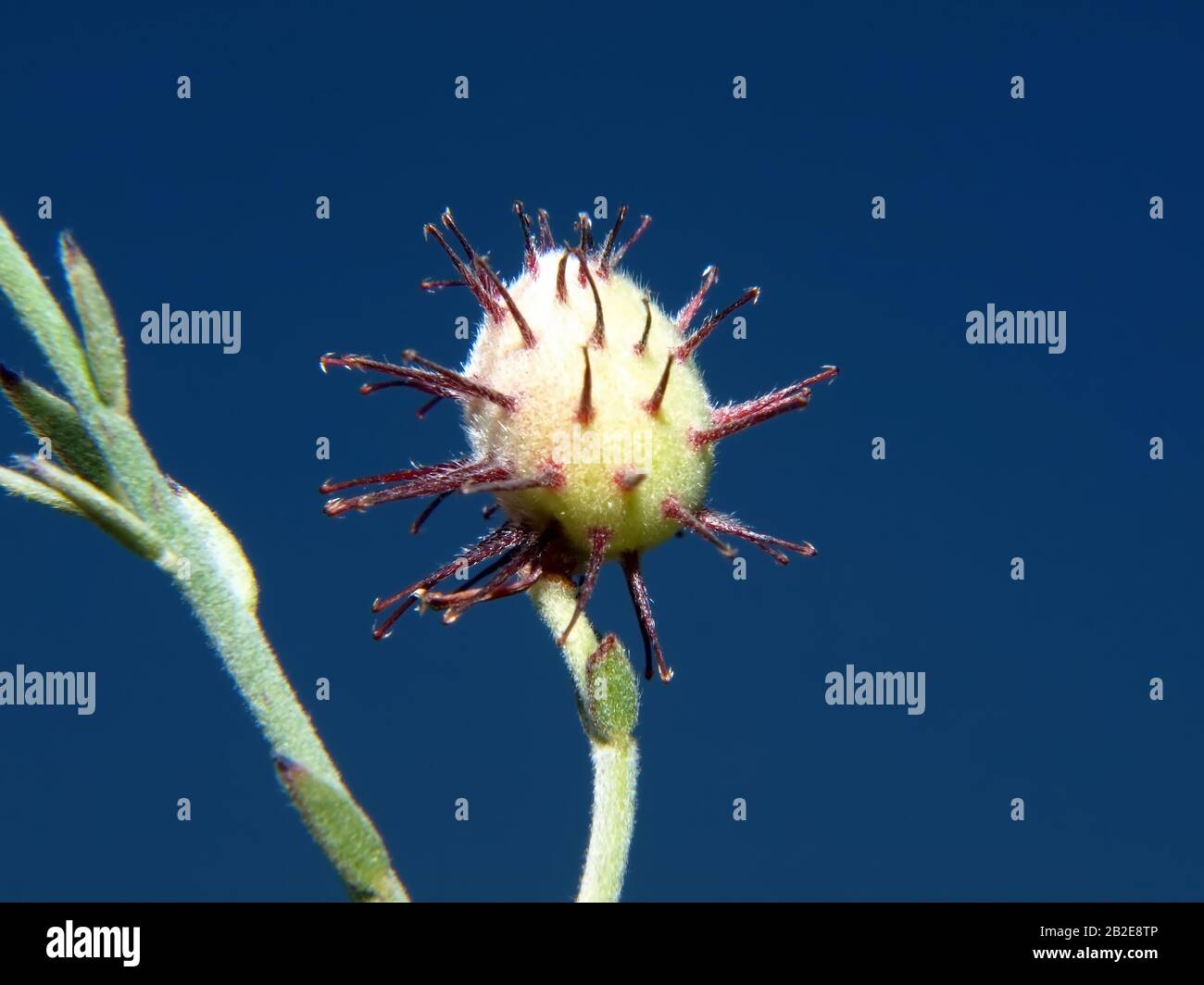Seed pod hooks hires stock photography and images Alamy
