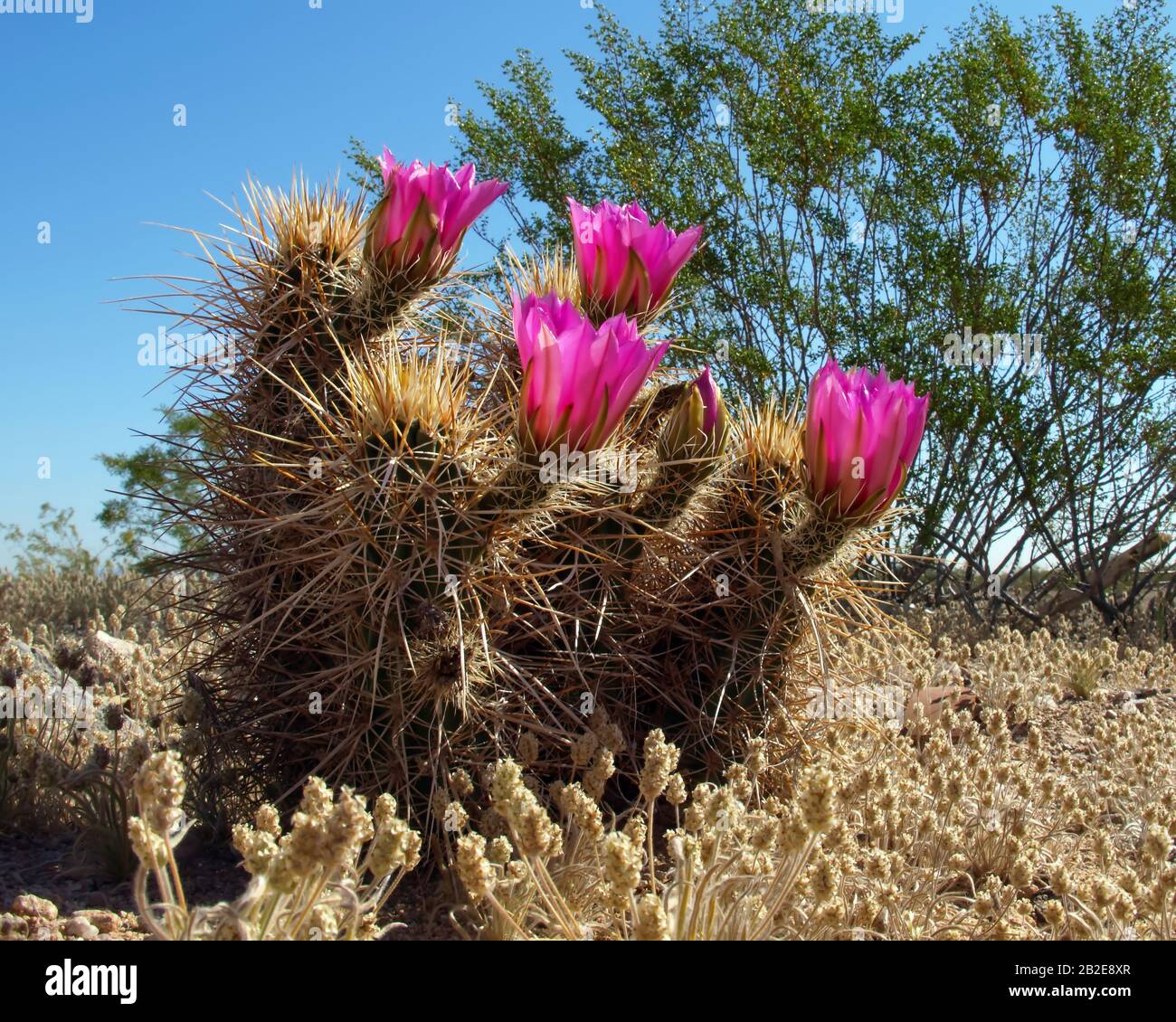 The purple flowers of Arizona's Hedge Hog Cactus. This cactus is a