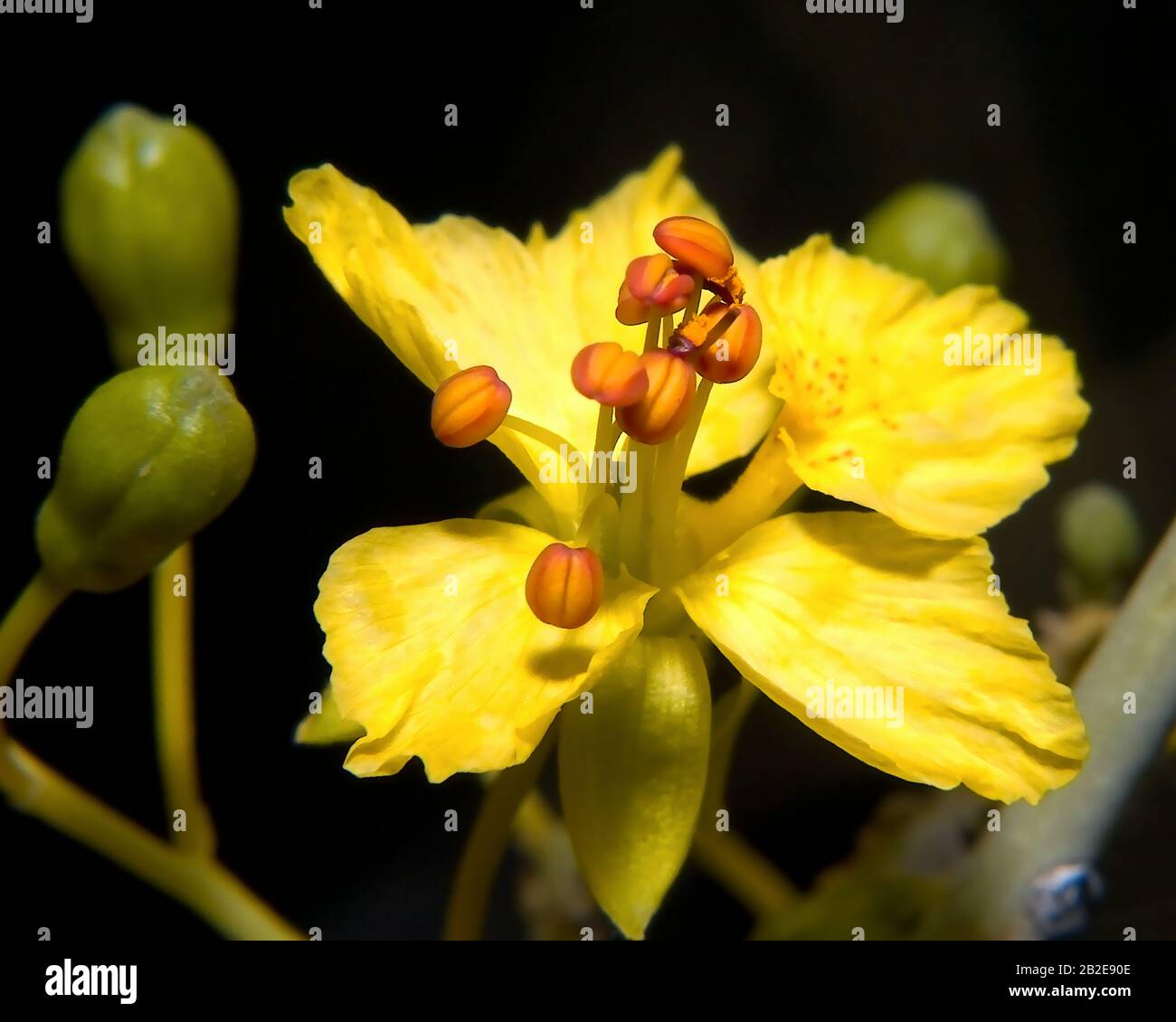 The yellow flower of the Palo Verde Tree, Arizona's official state tree