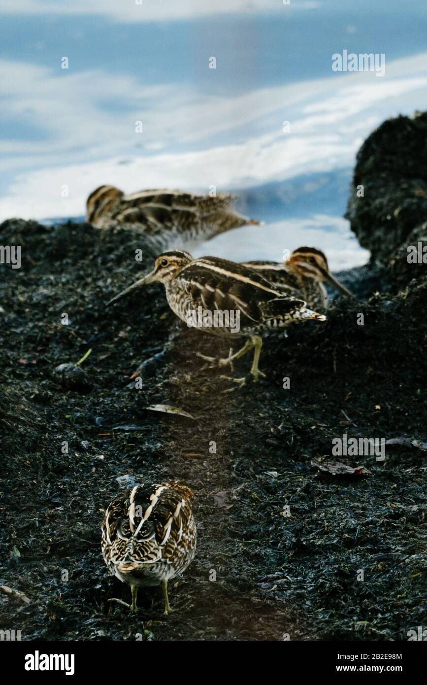 A group of Short-billed Dowitchers on a shores of Lake Washington Stock Photo