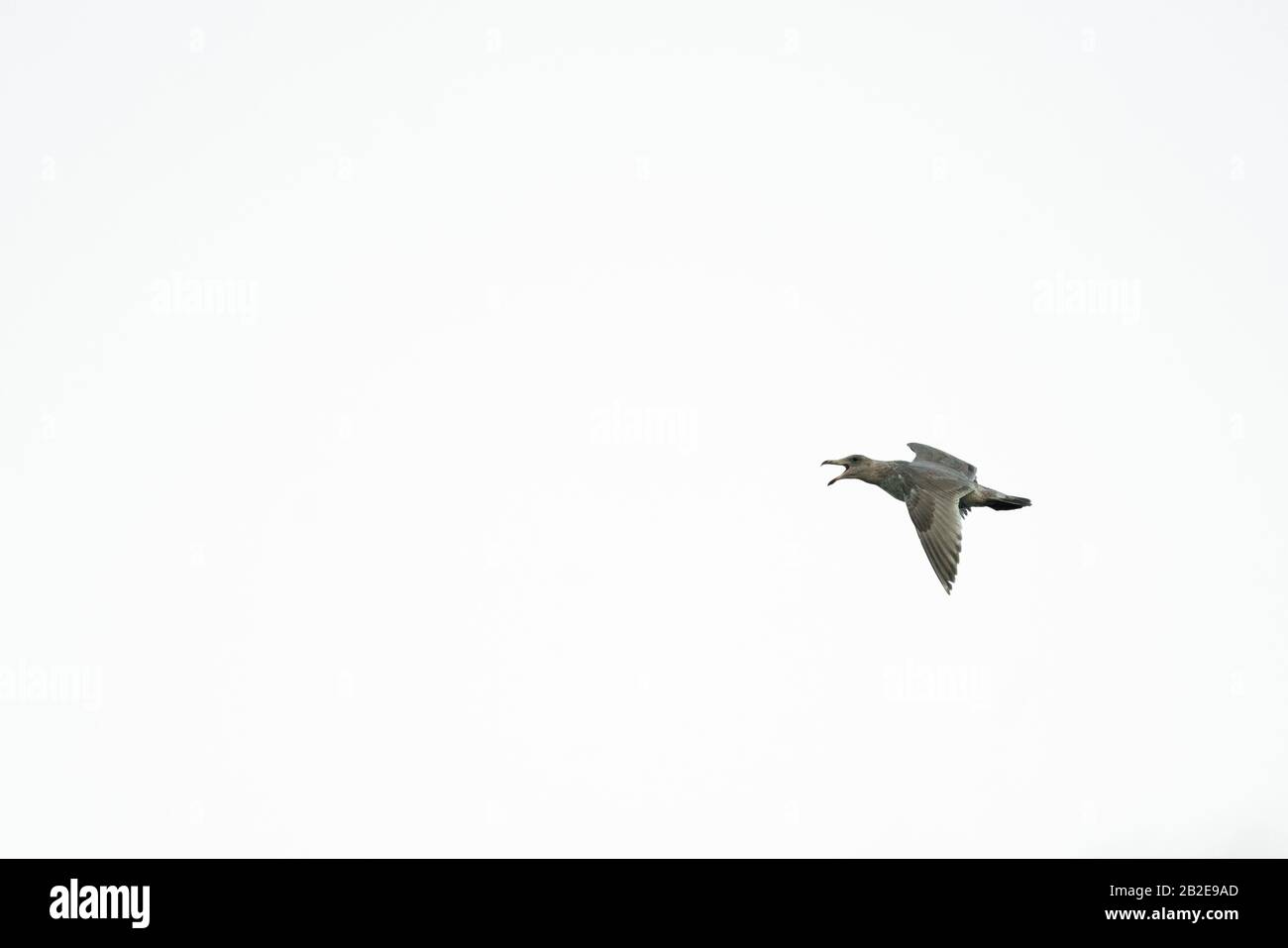 Side view of a sea gull squawking while flying across a blank sky Stock Photo
