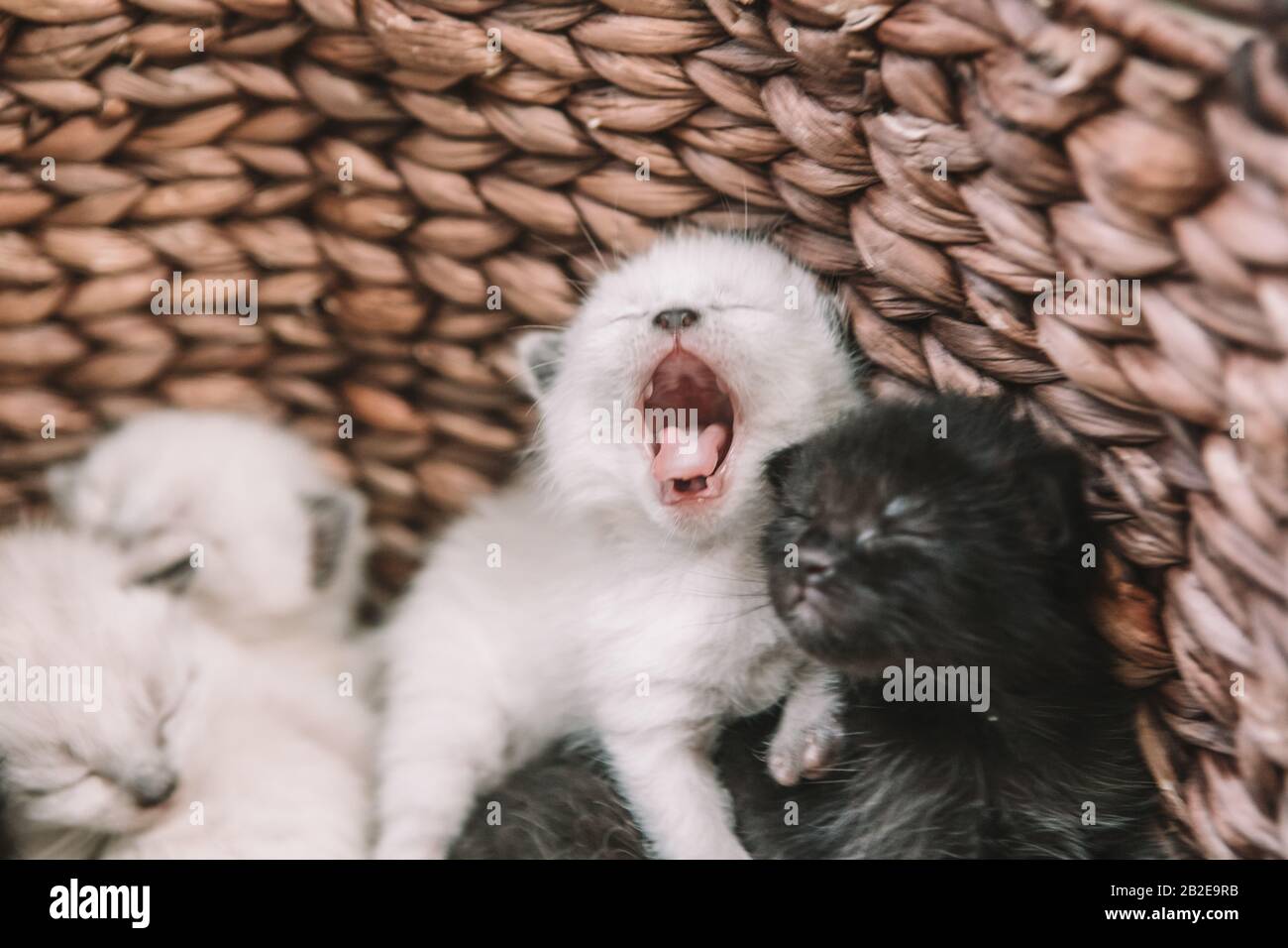 Small Siamese Kitten yawning - 2 weeks old Stock Photo