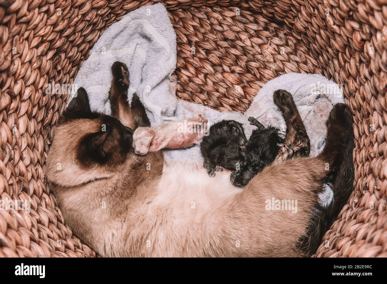 Siamese Cat Gives Birth To Litter of 5 - White and Black Kittens Stock Photo