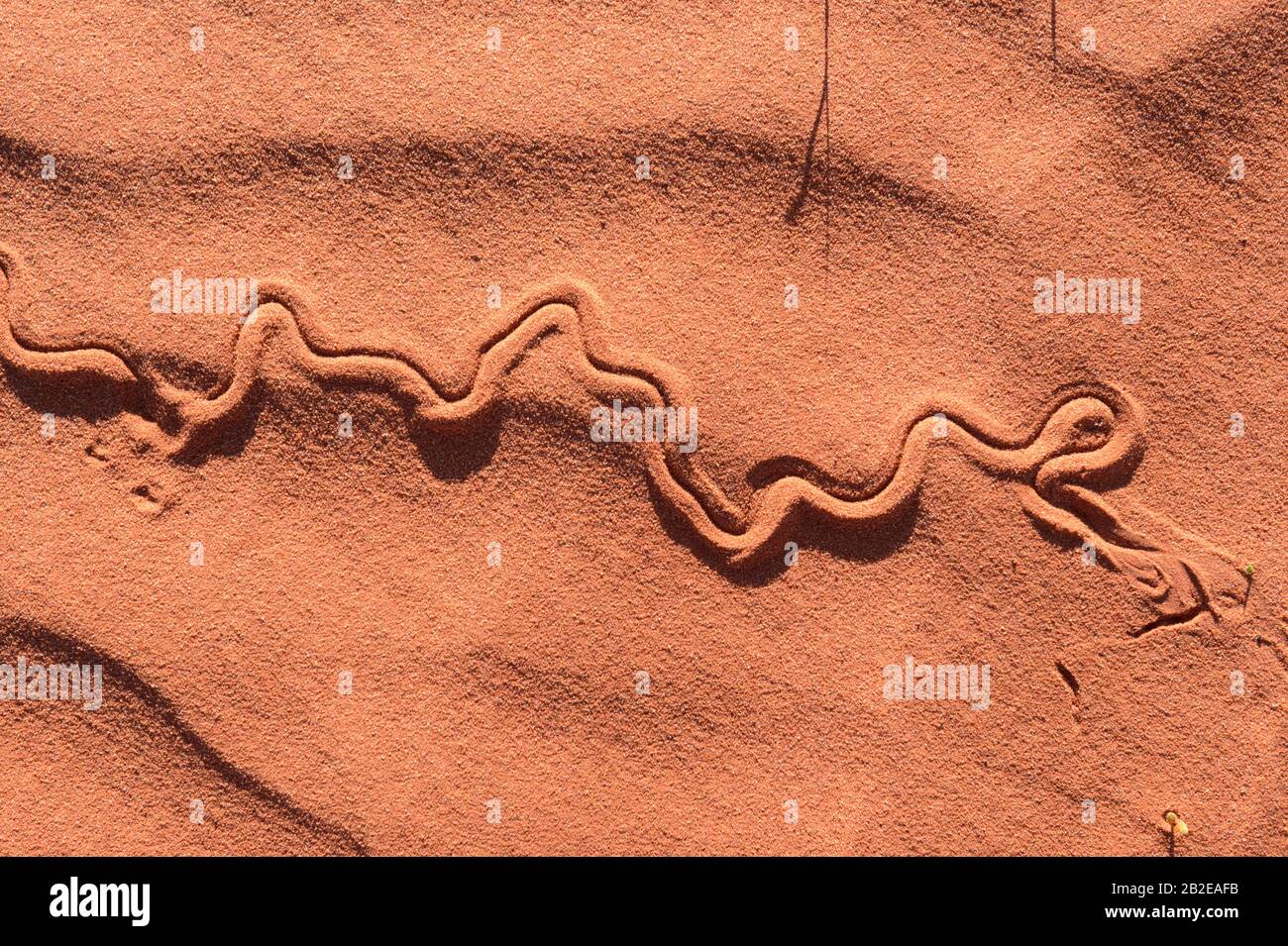 Animal tracks in red sand of the Australian Outback, south of Alice Springs, Northern Territory, NT, Australia Stock Photo