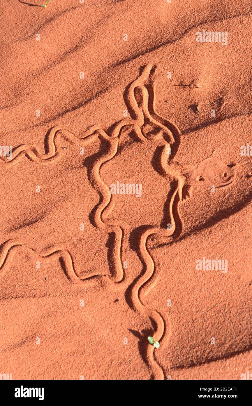 Vertical view of animal tracks in red sand of the Australian Outback, south of Alice Springs, Northern Territory, NT, Australia Stock Photo