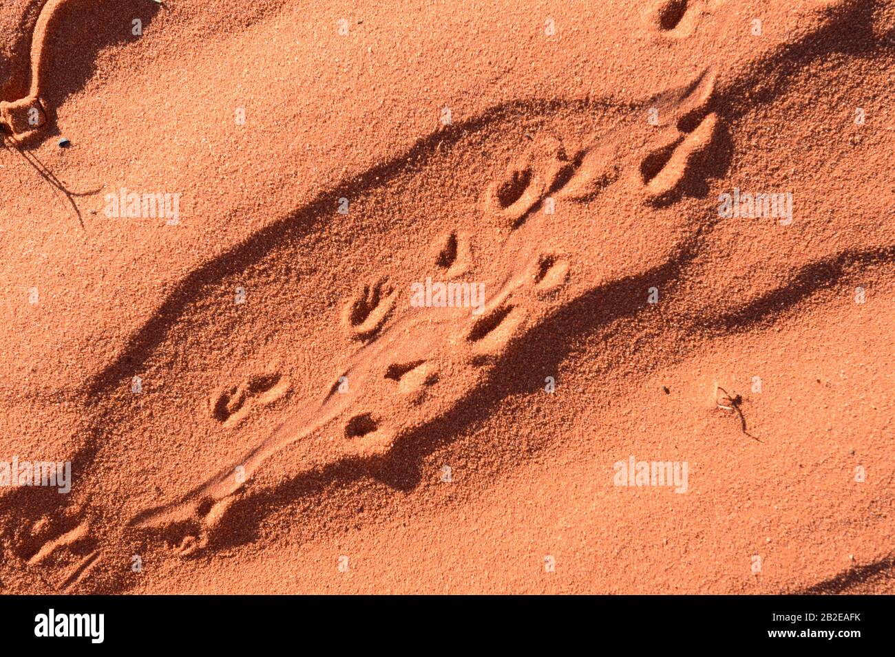 Animal tracks in red sand of the Australian Outback, south of Alice Springs, Northern Territory, NT, Australia Stock Photo