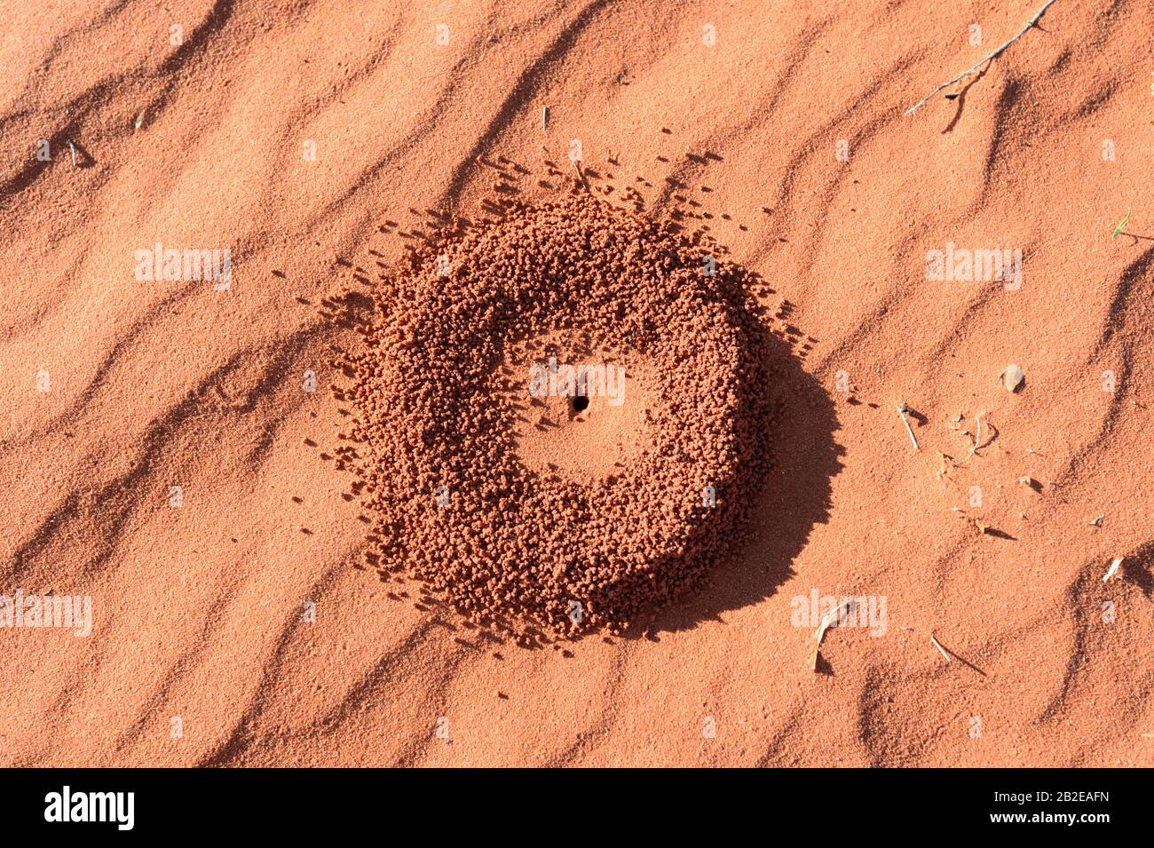 Ant nest in red sand in the Australian Outback, south of Alice Springs, Northern Territory, NT, Australia Stock Photo