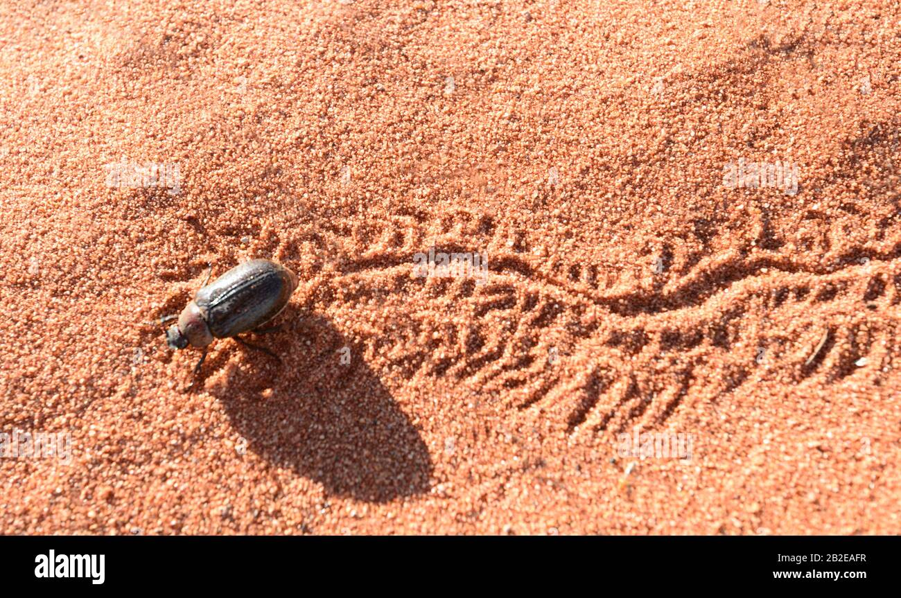 Beetle leaving tracks in red sand in the Australian Outback, south of Alice Springs, Northern Territory, NT, Australia Stock Photo
