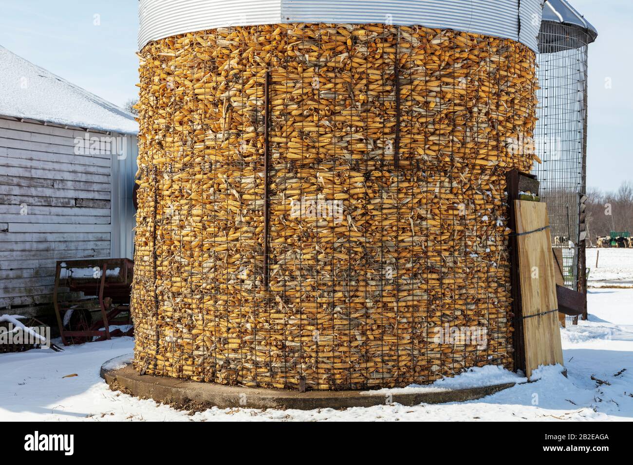 Silo contain corn, Amish farm, N. Indiana, USA, by James D Coppinger/Dembinsky Photo Assoc Stock Photo
