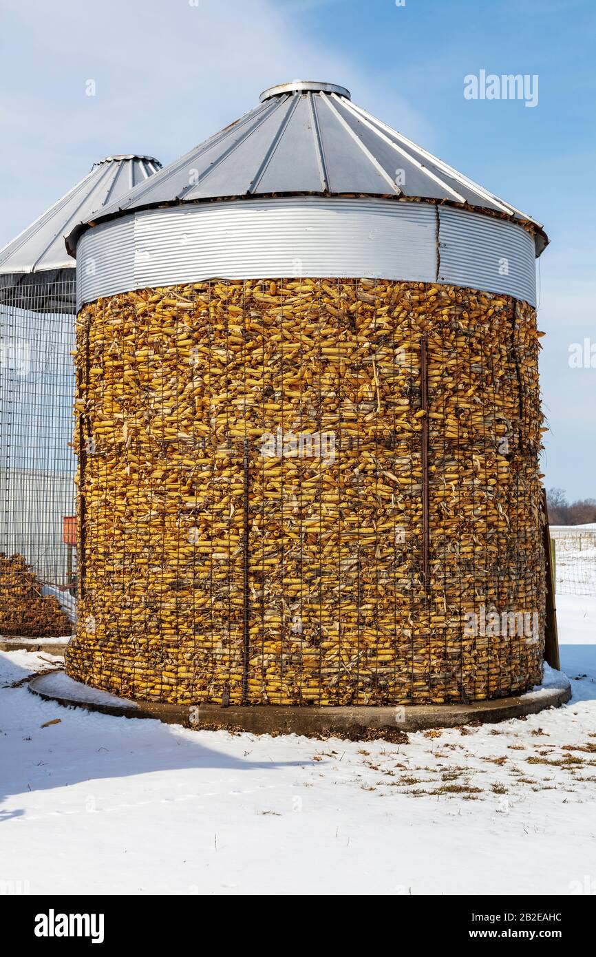 Silo contain corn, Amish farm, N. Indiana, USA, by James D Coppinger/Dembinsky Photo Assoc Stock Photo