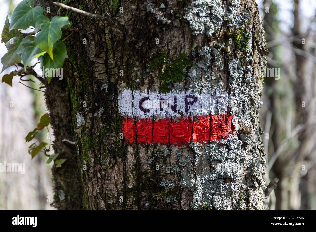 Mountain trail sign, handmade with white and red paint on a tree trunk in the woods. The engraved CNP text means national park walk. Stock Photo