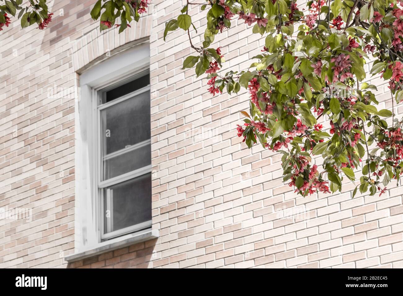 View window flowering tree hi-res stock photography and images - Alamy