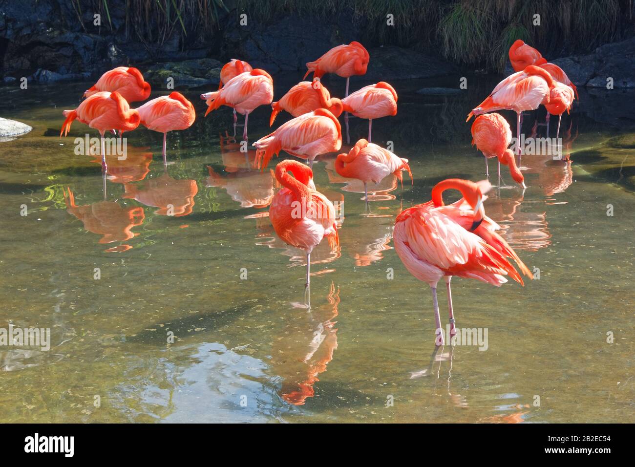 Flamingos under the sun in a river in a zoo during summer Stock Photo