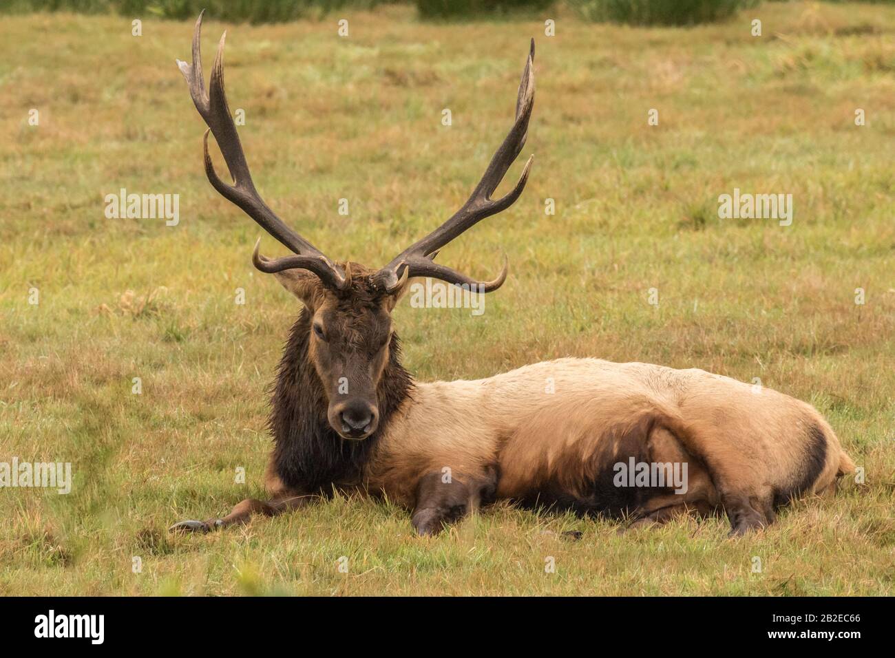 Roosevelt Elk Bull Stock Photo