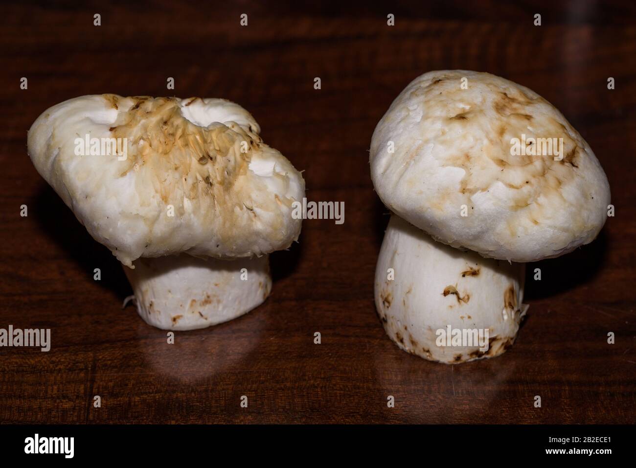 Matsutake Mushrooms Stock Photo Alamy