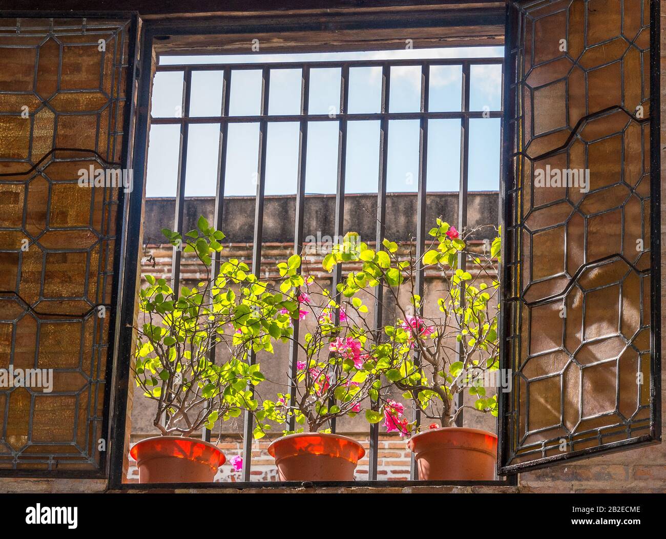 flowers in the window Stock Photo