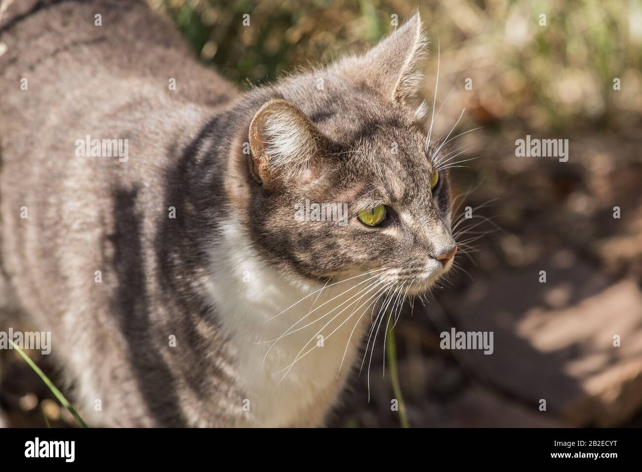 Tommy the Cat Stock Photo - Alamy