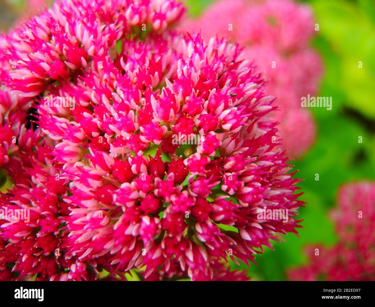 Pink and red flower of crassula (Crassula), summer in the garden. Stock Photo