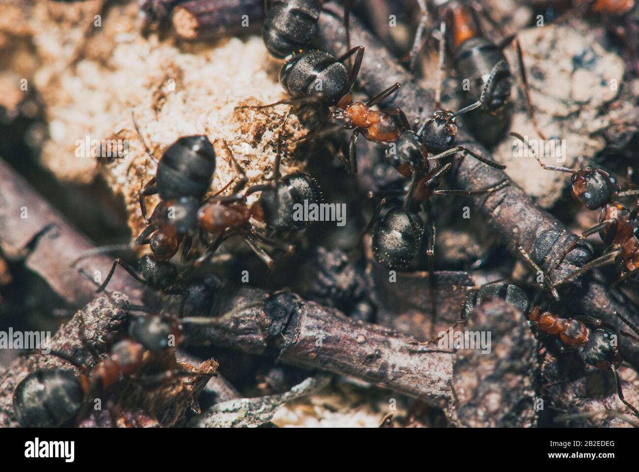 forest ants team carry out their work in an anthill. A perfect example of teamwork. Selective focus macro shot with shallow DOF Stock Photo
