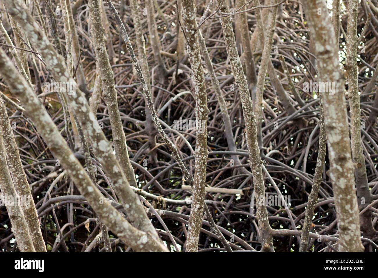 Mangrove bohol hi-res stock photography and images - Alamy