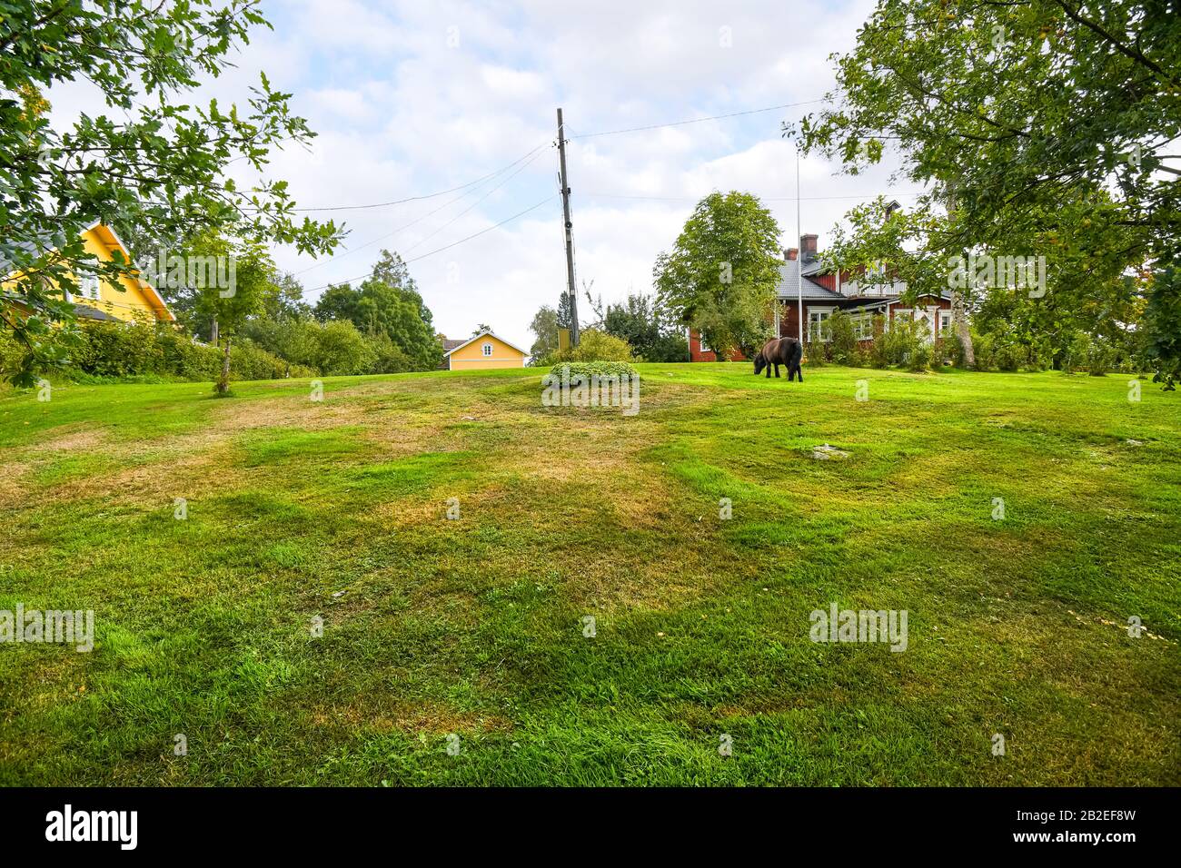 A Shetland Pony grazes on the lawn and garden between two rural homes in the countryside near Helsinki Finland. Stock Photo