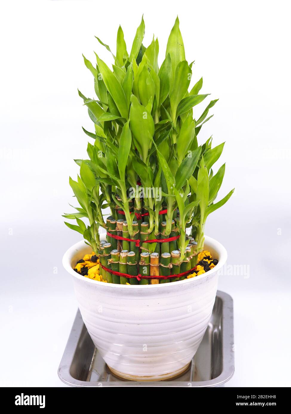 goldfruchtpalme wird gelb Goldfruchtpalme XL | Dypsis