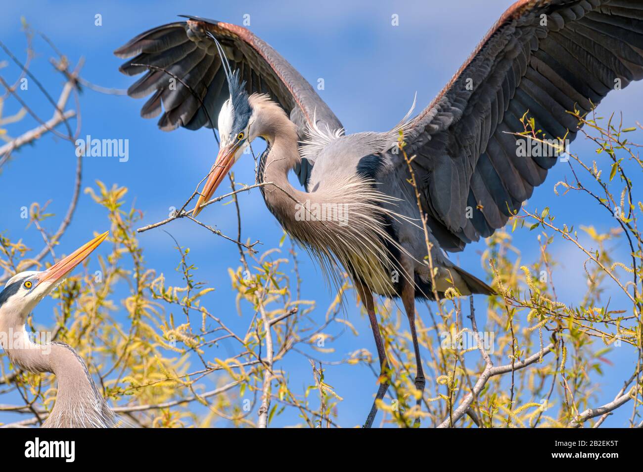 Great blue heron with nest building material in it's beak making a landing and handing off the twig to it's mate Stock Photo