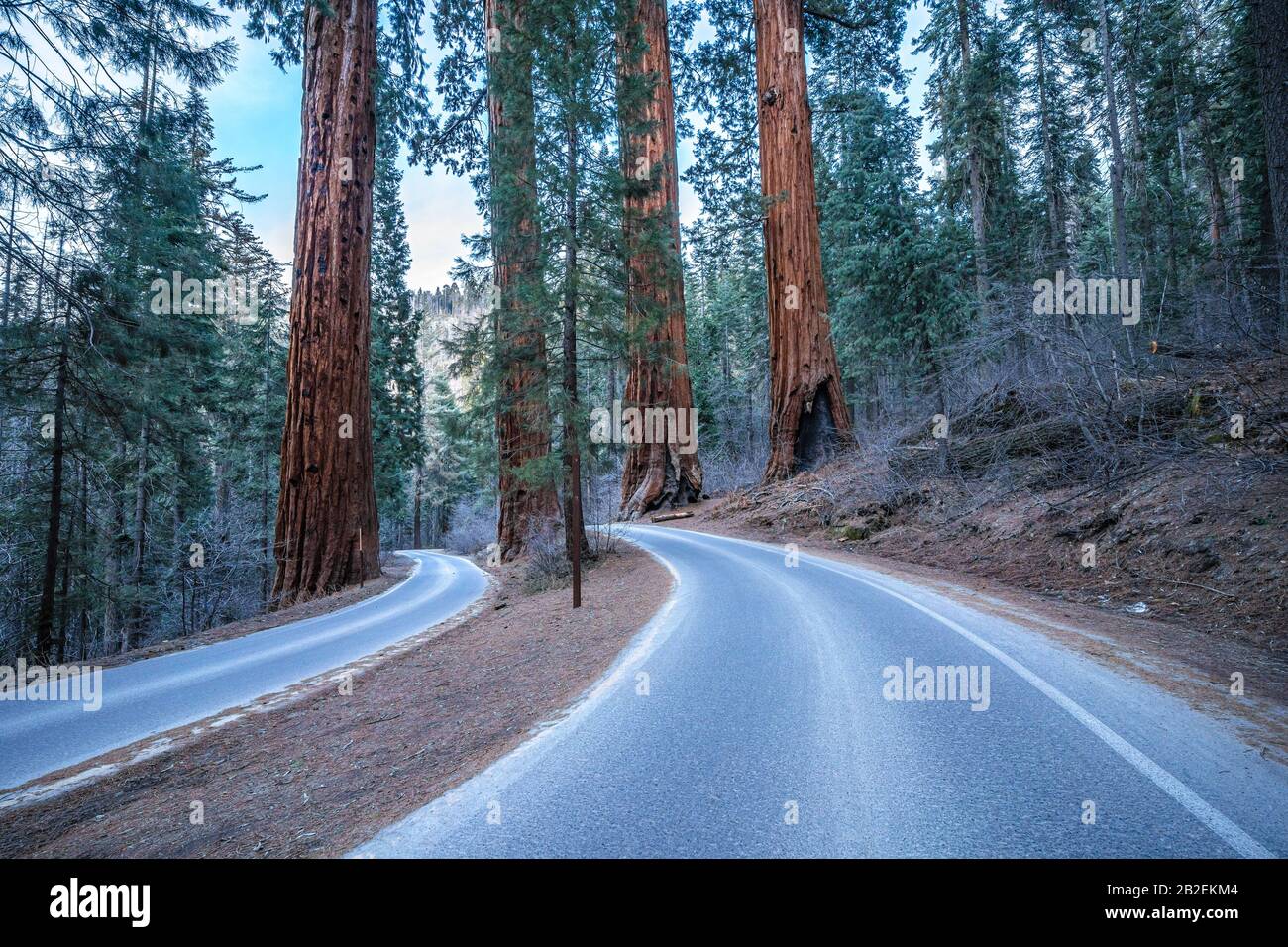 General's Highway goes between the four guardsmen giant sequoia trees in Sequoia National Park, California Stock Photo