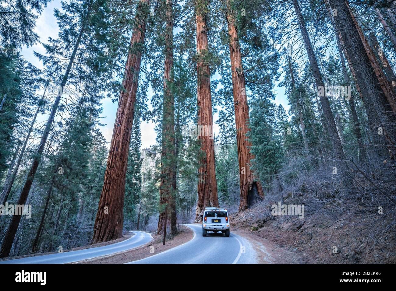 Vehicle drives along General's Highway through Four Guardsmen giant sequoias at Sequoia National Park, California Stock Photo