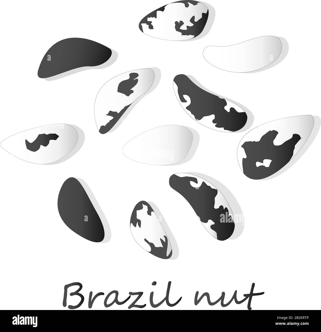 Bertholletia. Brazil nuts vector illustration on white close up. Stock Vector