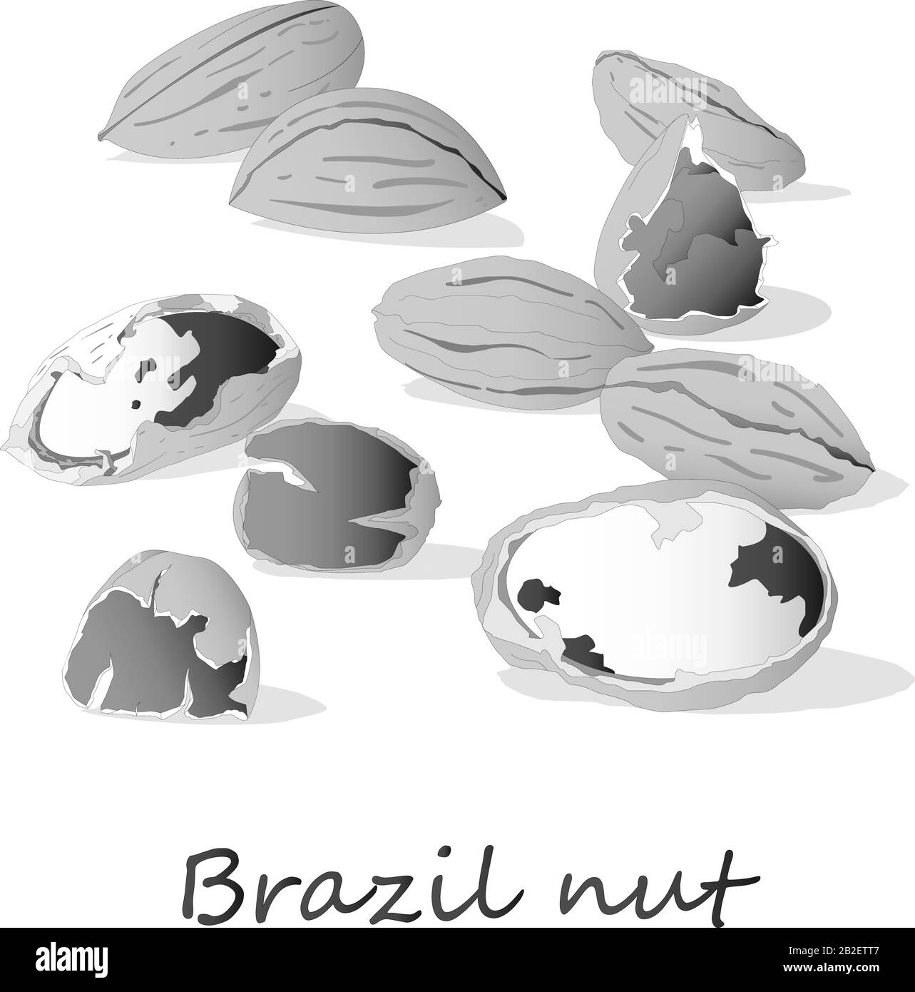 Bertholletia. Brazil nuts vector illustration on white close up. Stock Vector