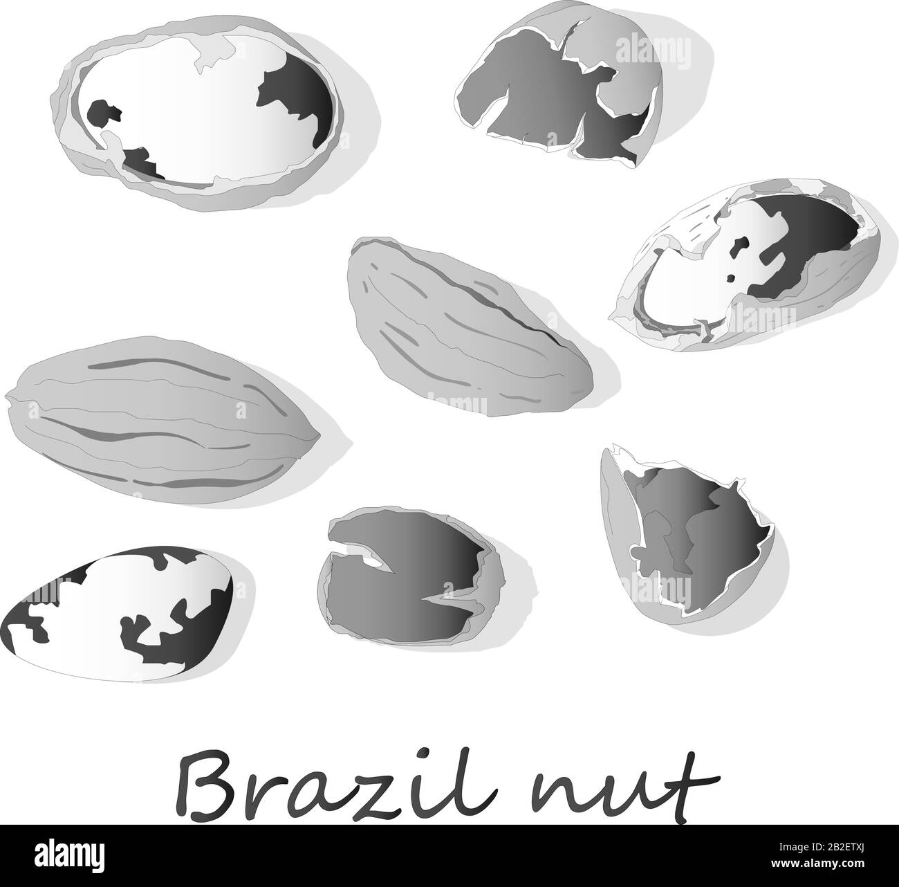 Bertholletia. Brazil nuts vector illustration on white close up. Stock Vector