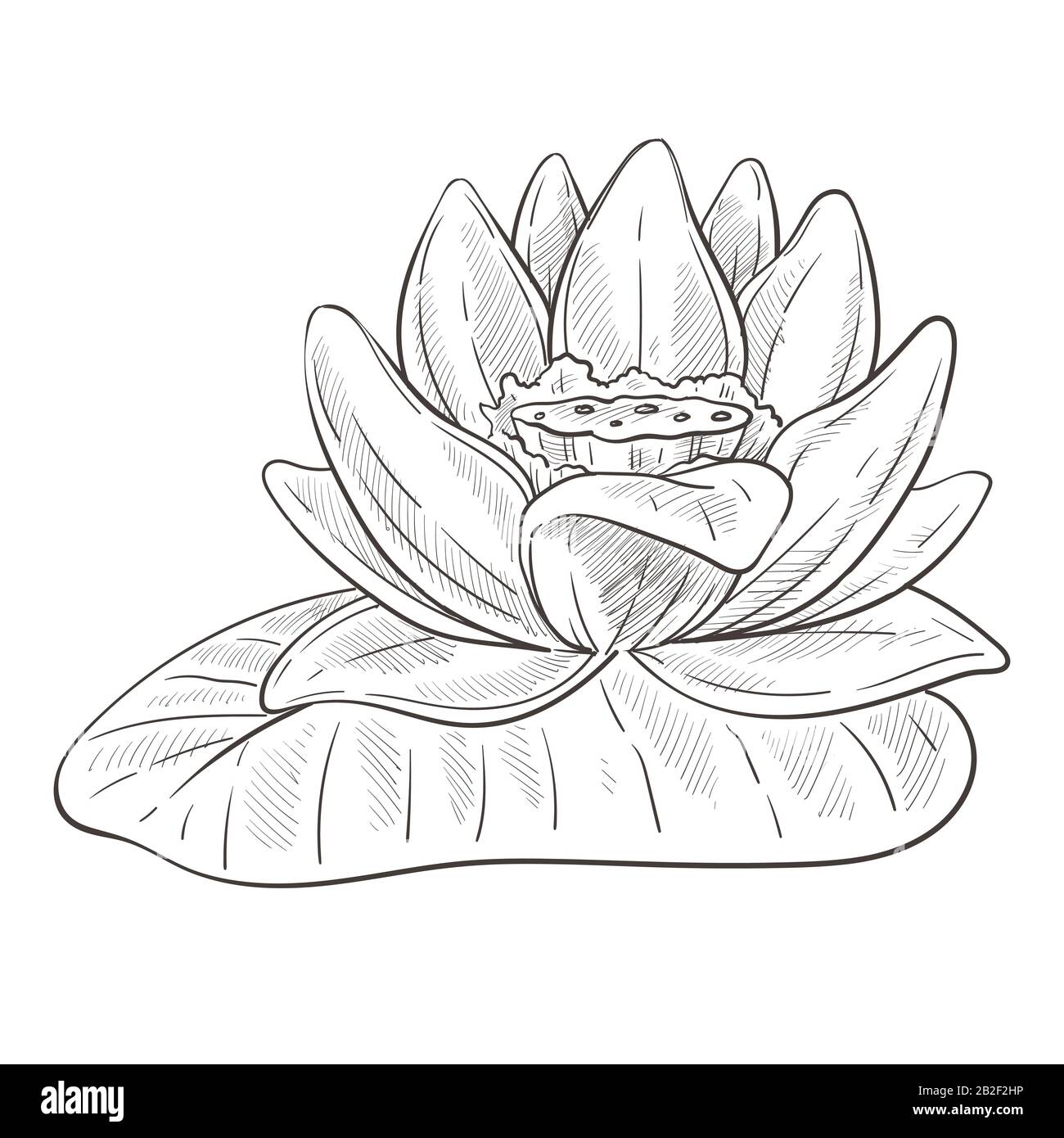 Flower sketch, lotus blossom and leaf isolated pencil drawing ...