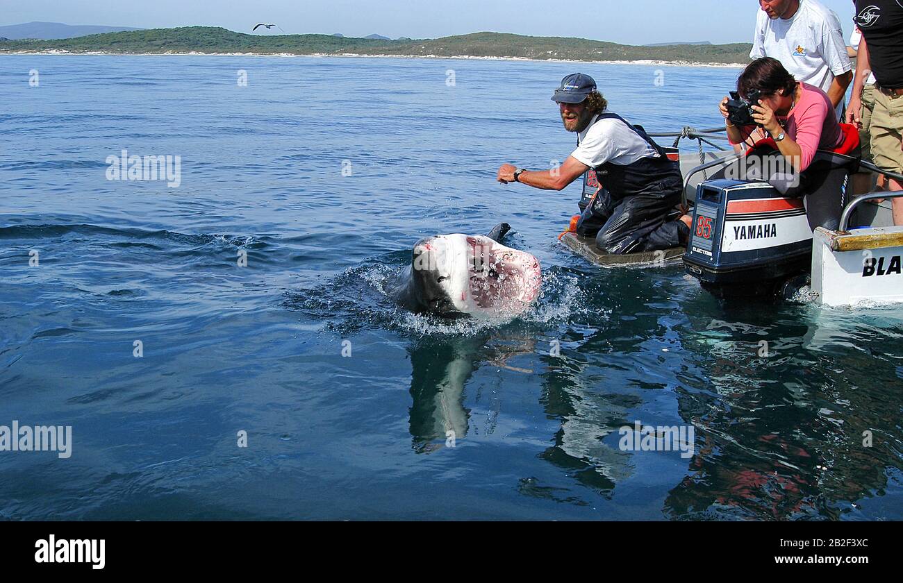 Haifütterung für Touristen, Weißer Hai (Carcharodon carcharias) am Boot reisst sein Maul auf, Gansbaai, Südafrika | Shark feeding for tourists, Great Stock Photo