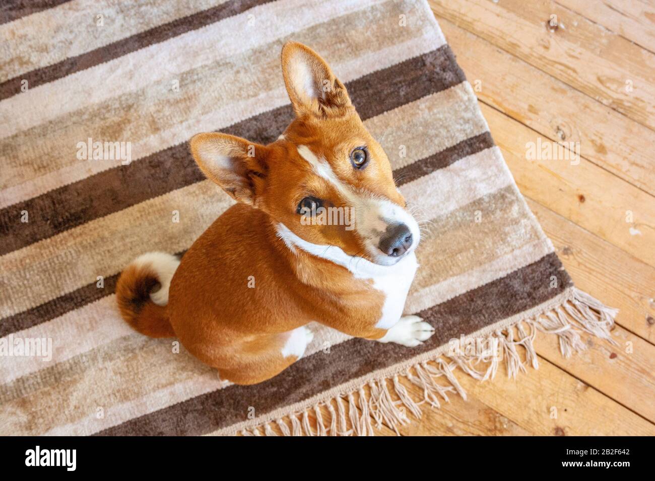 Basenji breed dog sitting on carpet wooden floor at home. Top view Stock Photo