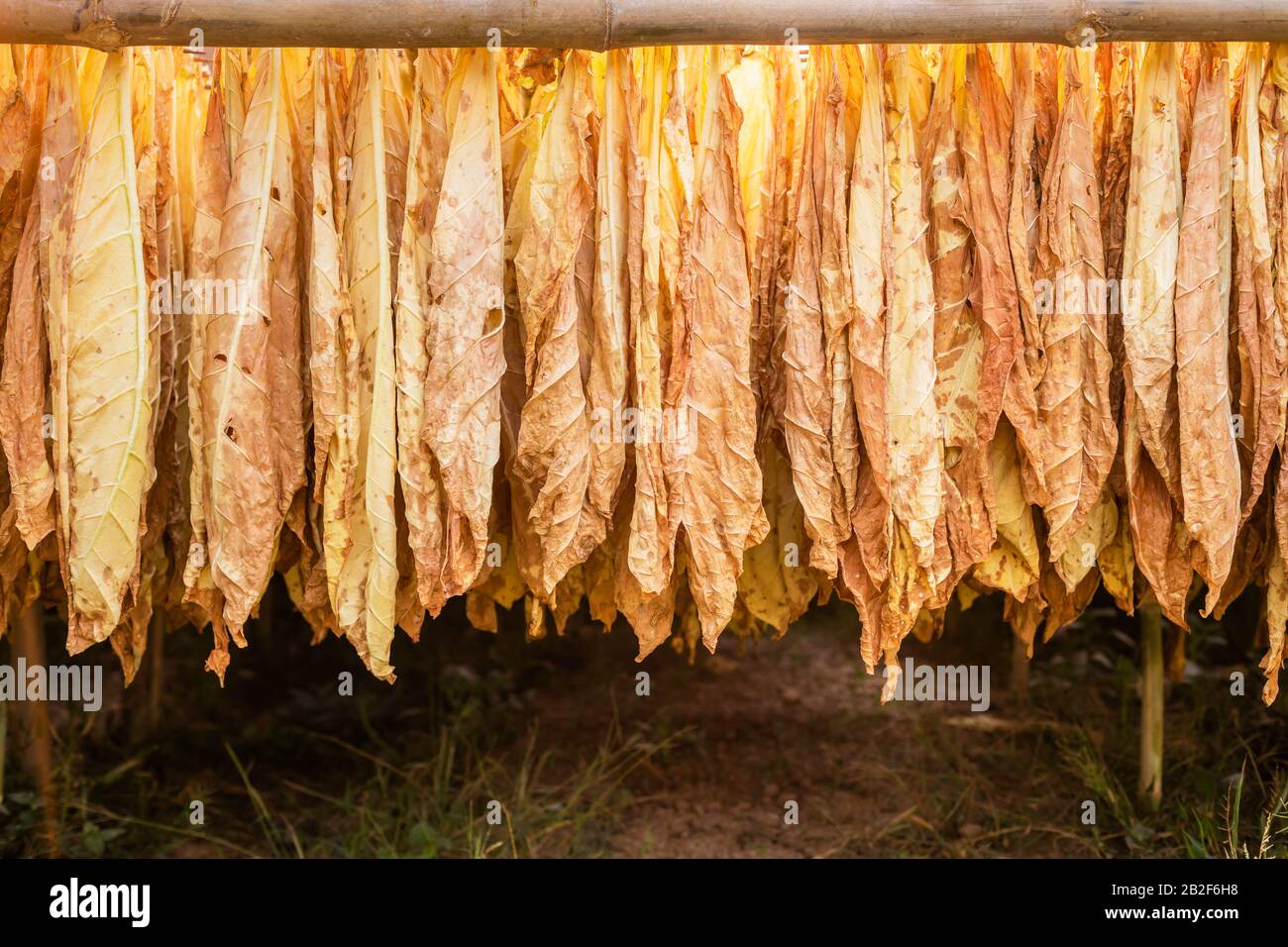is tobacco a septic Tobacco Ridge Clearing, Grading, & Septic Co