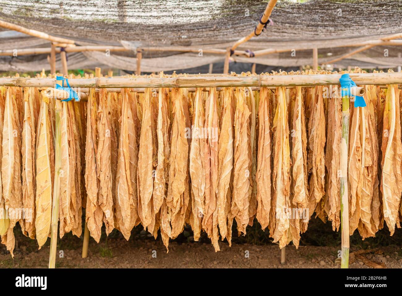 Dry tobacco leaf hanging on the bamboo in the outdoor shed. One of