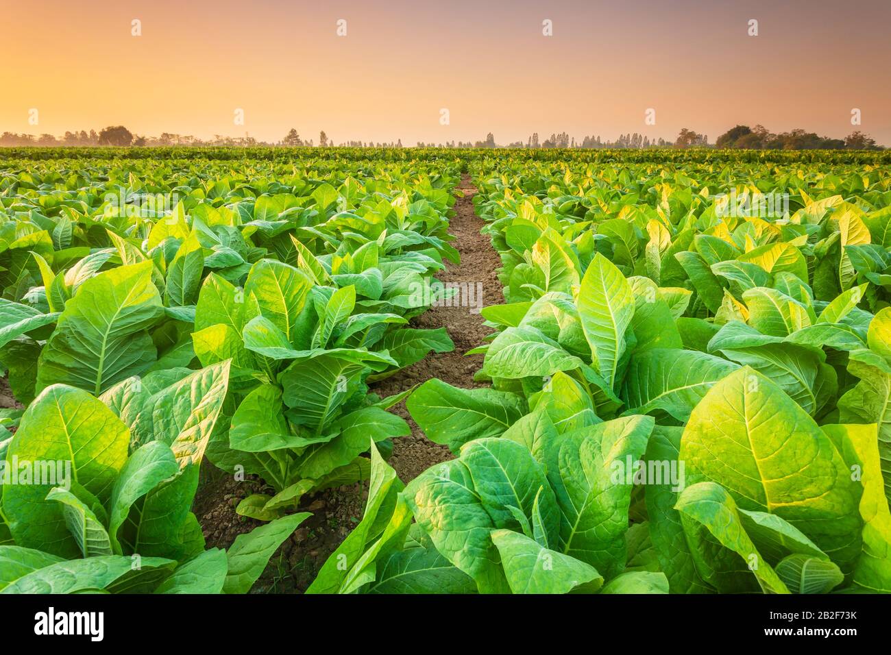tobacco field 2 Say no to tobacco farming Ebelhar Farms keeps tobacco alive
