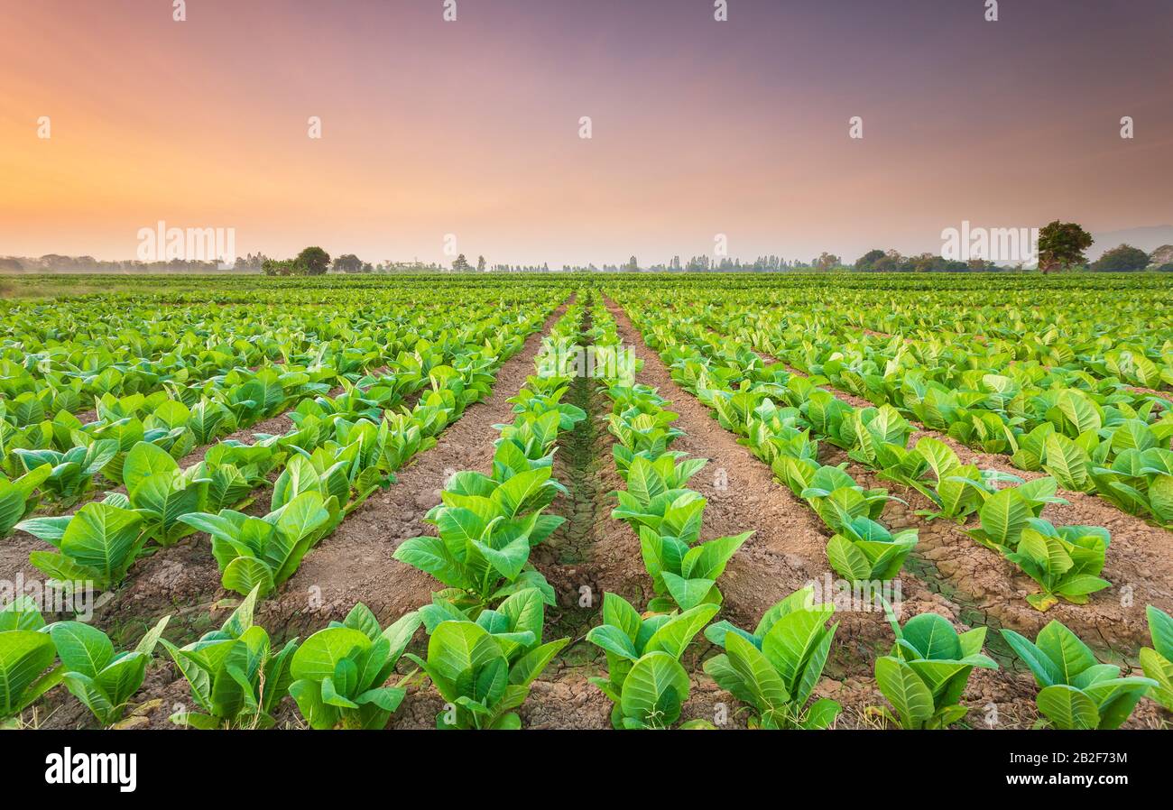 View of tobacco plant in the field at Sukhothai province, Northern of Thailand. Field of tobacco shot in morning time Stock Photo